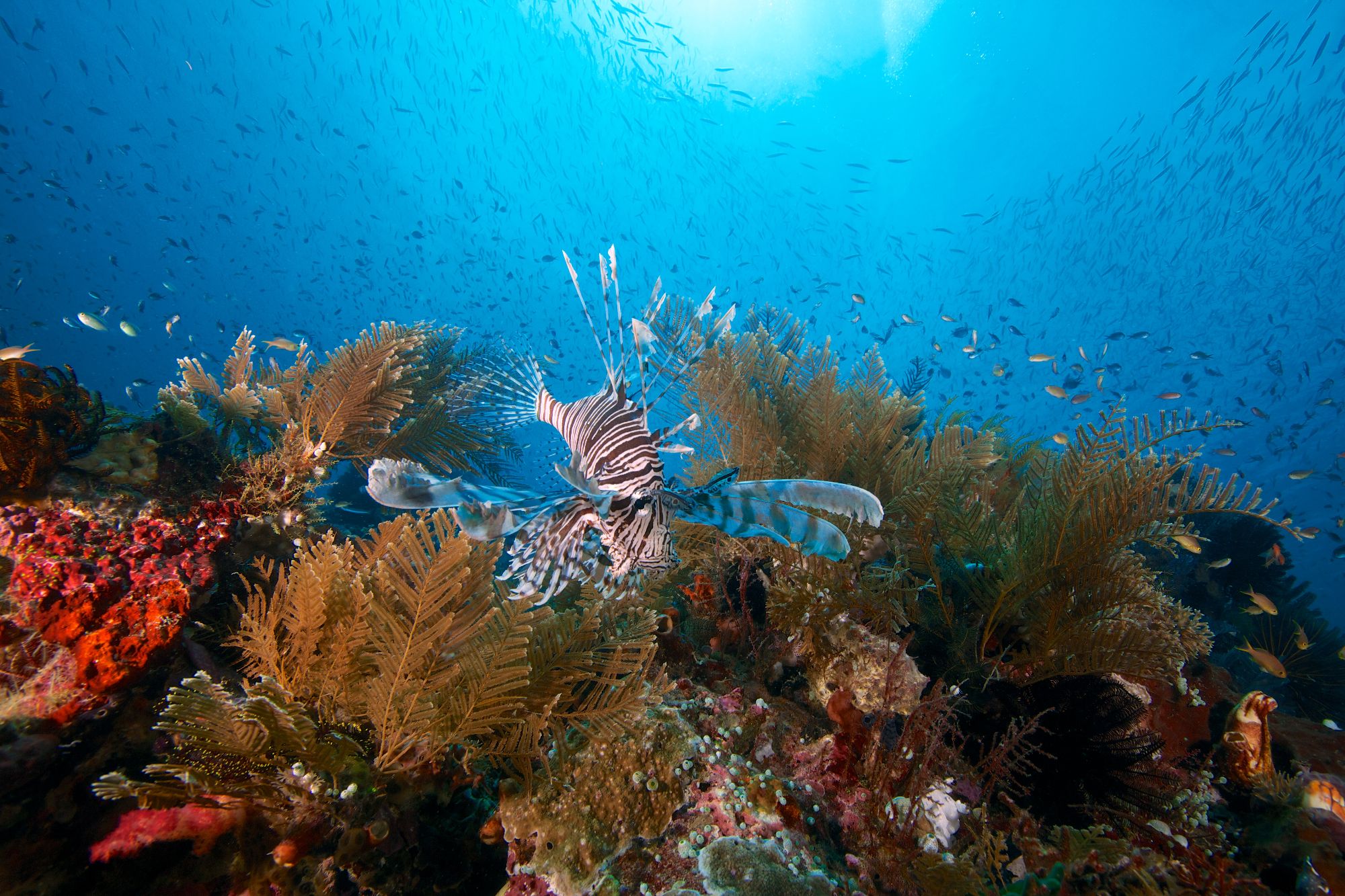 En Méditerranée, le poisson-lion menace la biodiversité | Mer et Marine