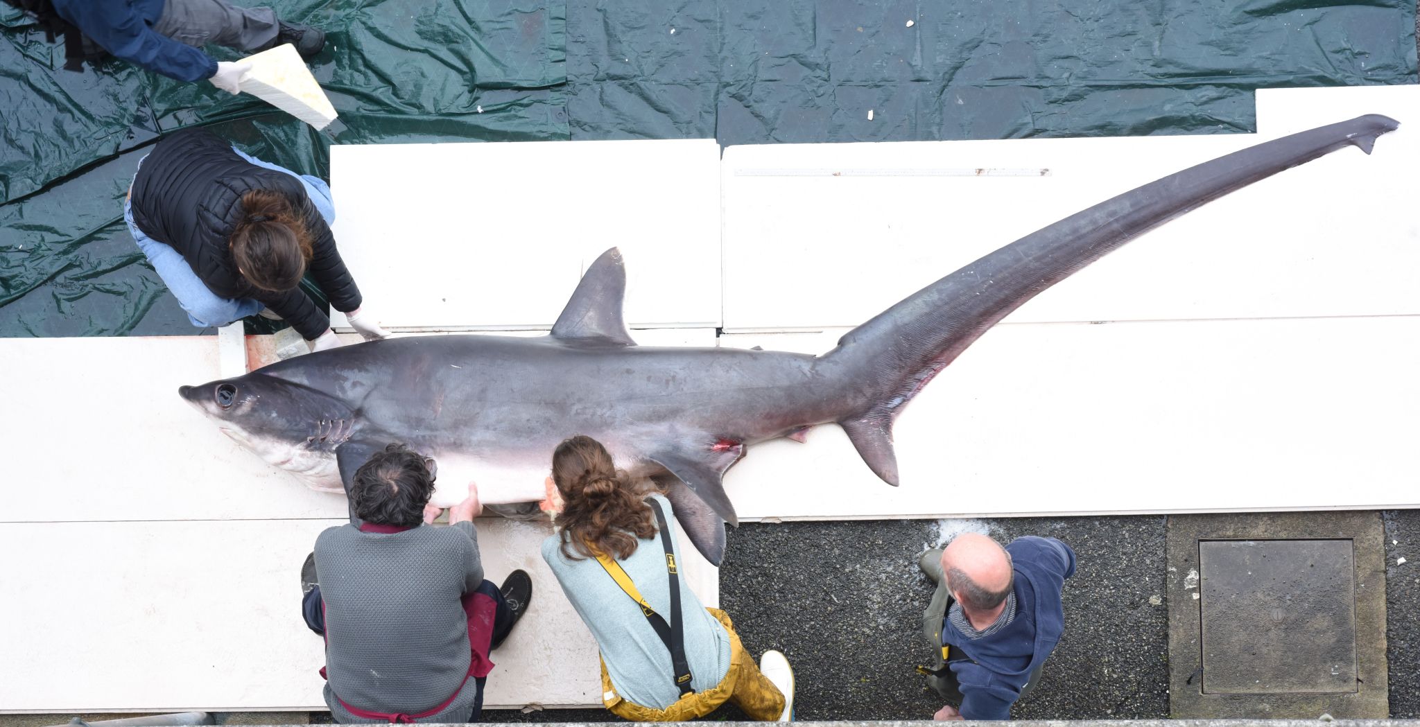 Un spécimen rare de requin renard à gros yeux confié à la station — free download