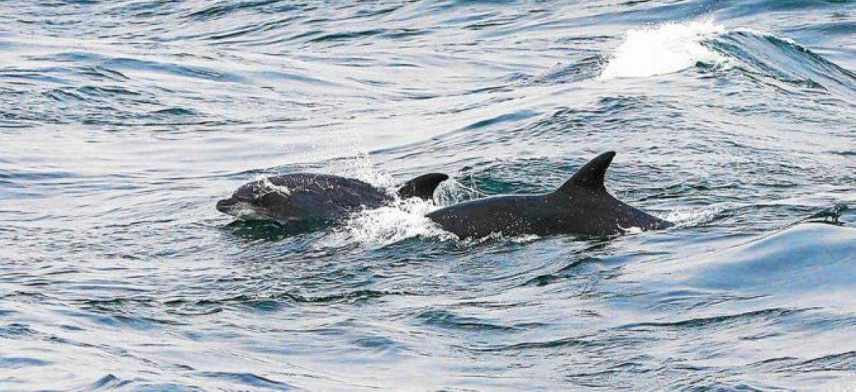 234292 dauphins