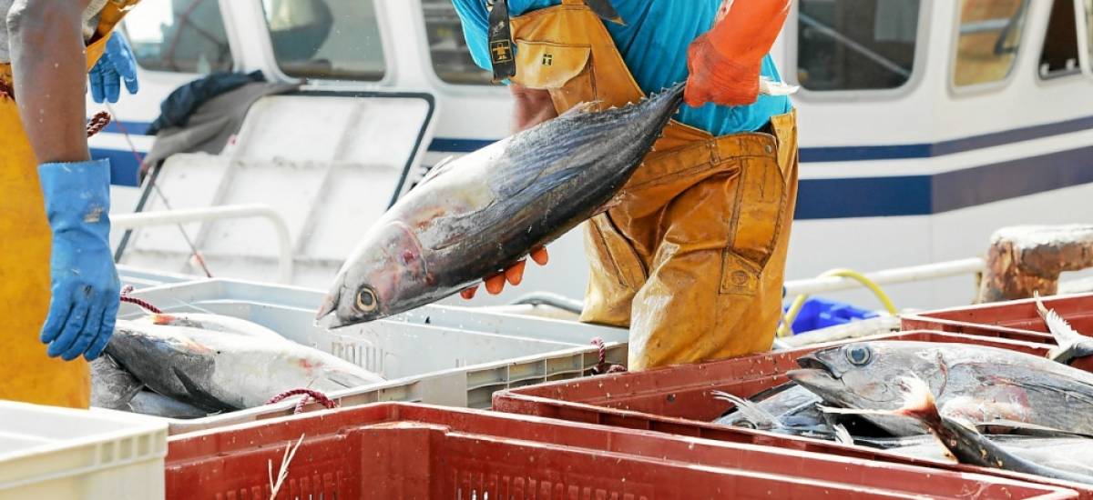 260248 tfr Les auteurs notent une amélioration de la situation de plusieurs espèces de thon grâce à l’imposition de quotas de pêche.