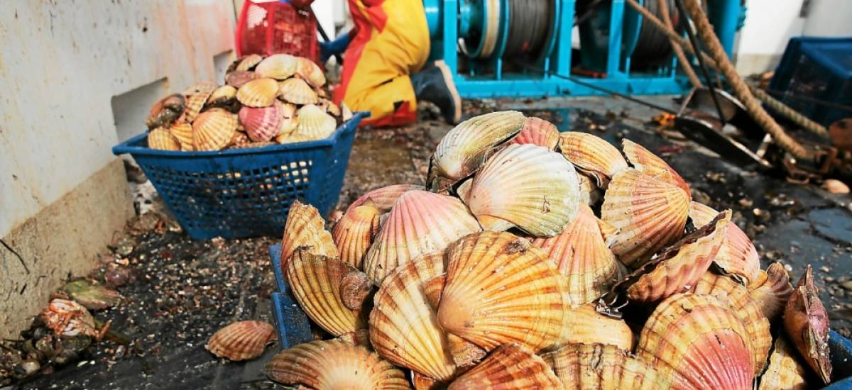 263233 tfr En baie de Saint-Brieuc, le gisement atteint 44 000 tonnes, soit une hausse de 19 % par rapport à 2020.