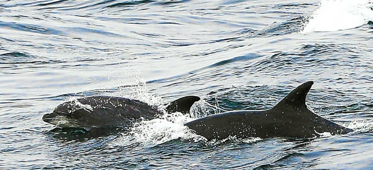 273014 tfr Les scientifiques estiment à près de 4 000 le nombre de captures accidentelles réalisées au cours de l’hiver 2021 dans le golfe de Gascogne.
