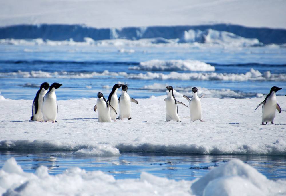 67988 antarctique