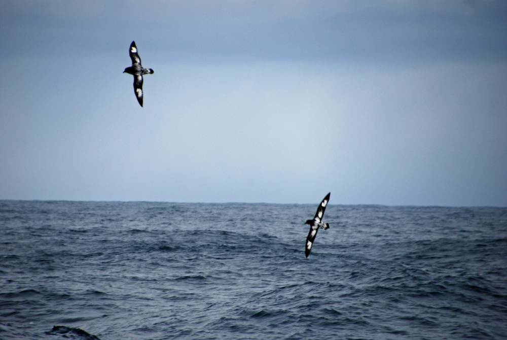 67998 antarctique