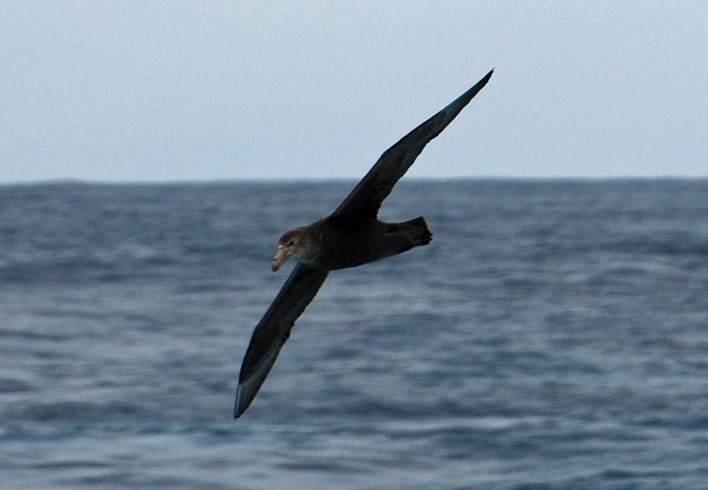67999 antarctique