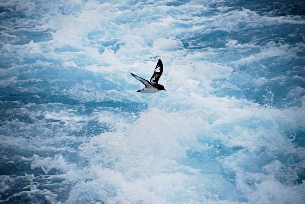 68001 antarctique