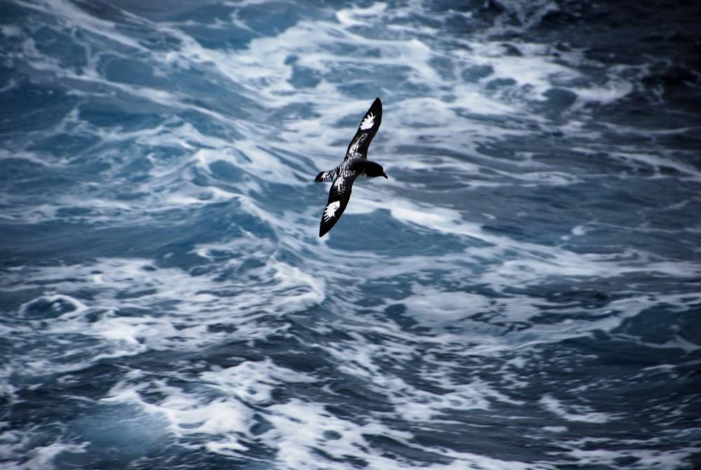 68002 antarctique