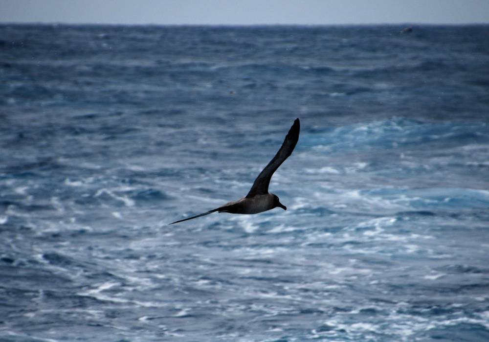 68005 antarctique