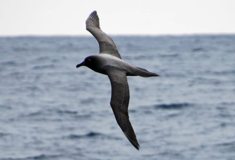 68010 antarctique