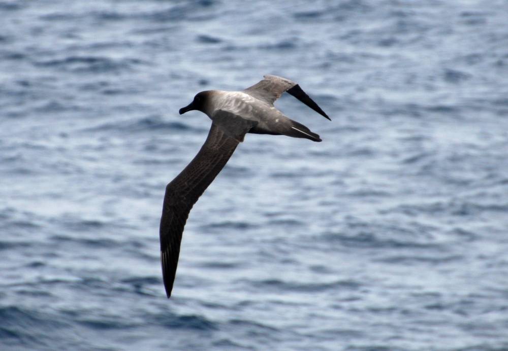 68018 antarctique