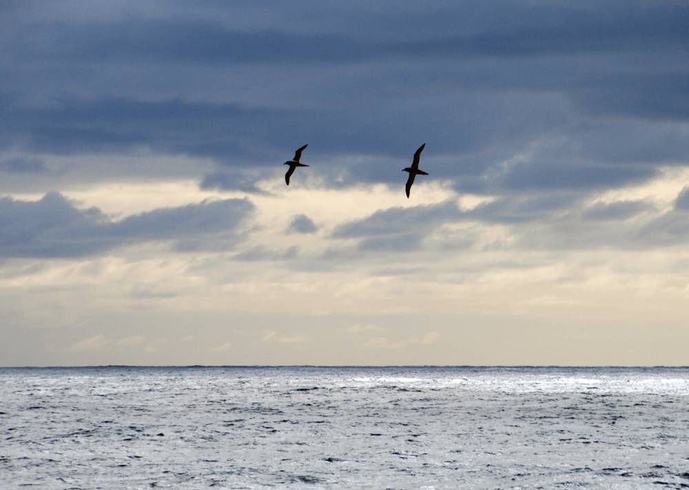 68028 antarctique