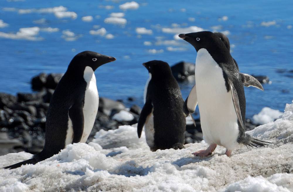 68286 antarctique manchot