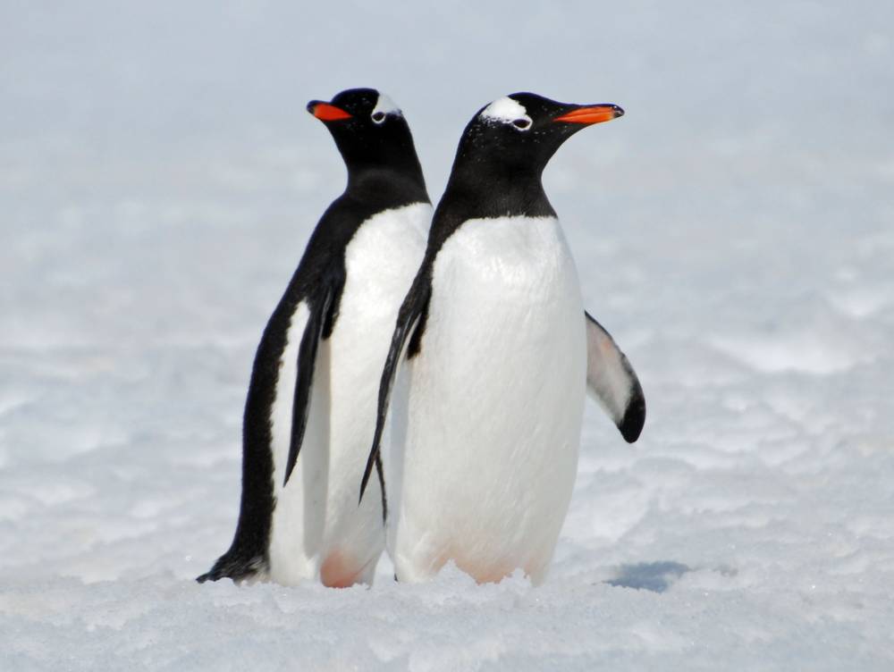 68878 antarctique wilhelmine
