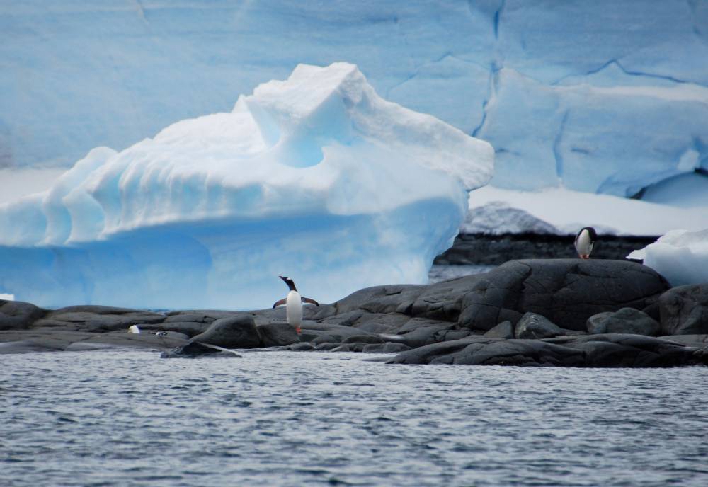 68976 antarctique ile melchior port lockroy