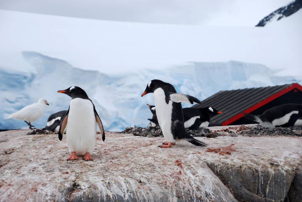 68981 antarctique ile melchior port lockroy