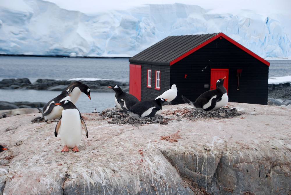 68982 antarctique ile melchior port lockroy