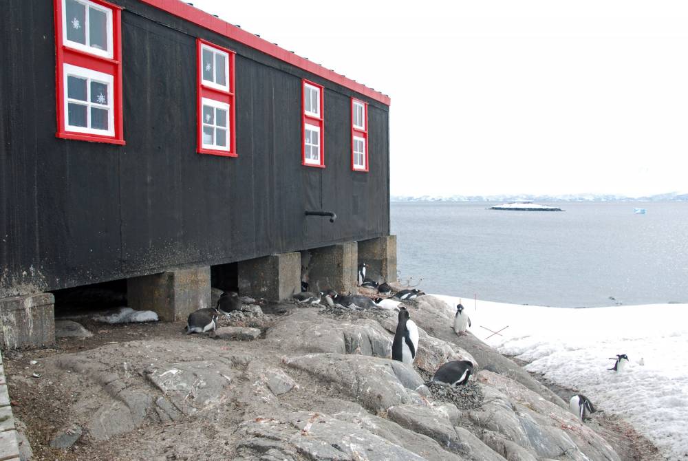 68983 antarctique ile melchior port lockroy