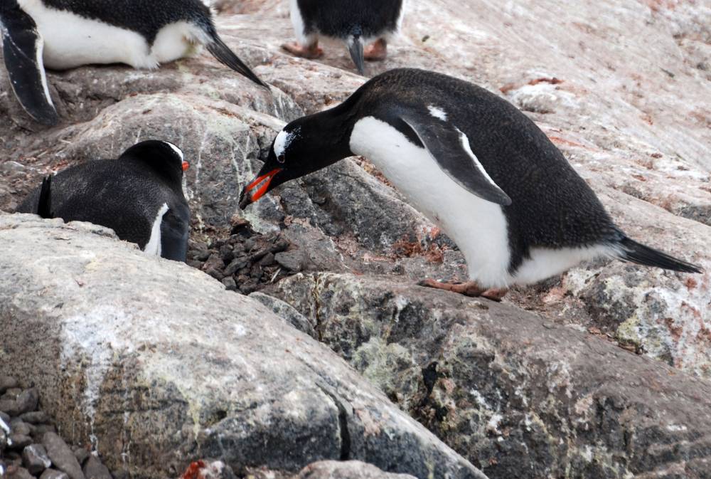 68985 antarctique ile melchior port lockroy