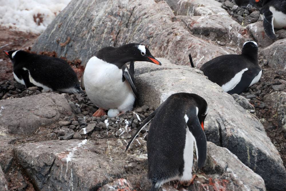 68986 antarctique ile melchior port lockroy