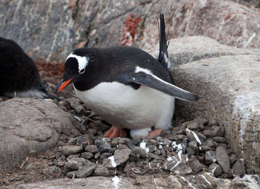 68987 antarctique ile melchior port lockroy