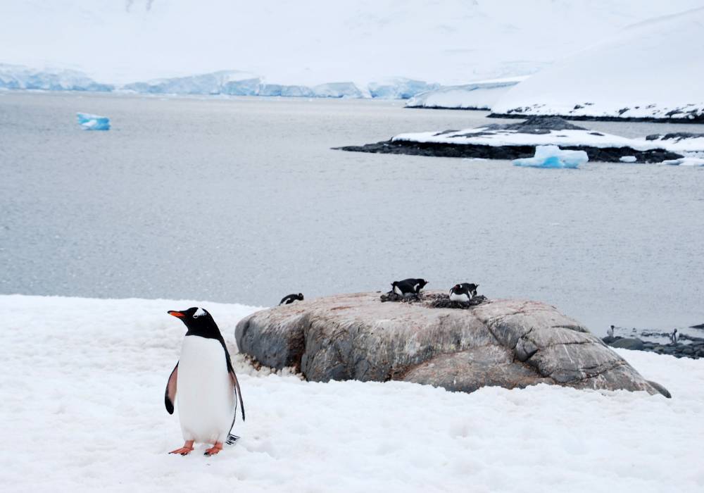 68988 antarctique ile melchior port lockroy