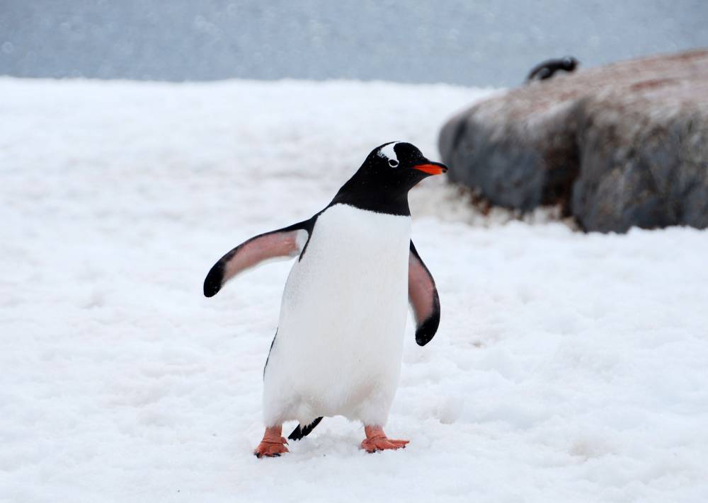 68989 antarctique ile melchior port lockroy