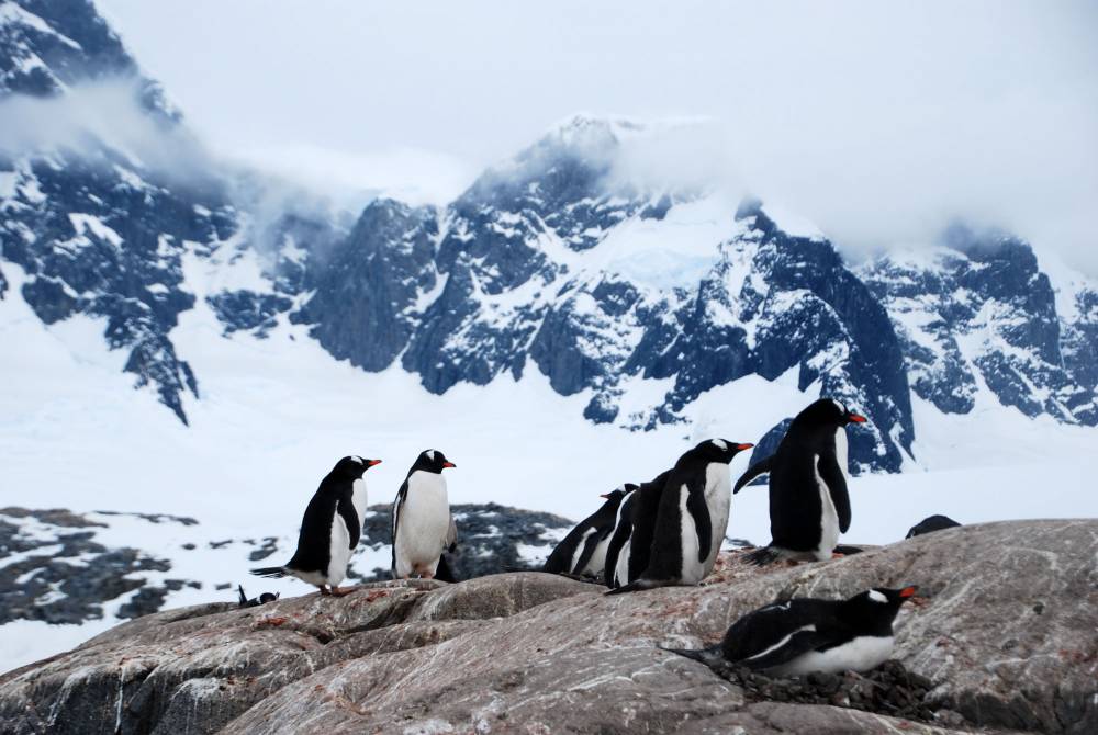 68990 antarctique ile melchior port lockroy
