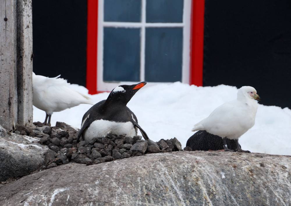 68991 antarctique ile melchior port lockroy