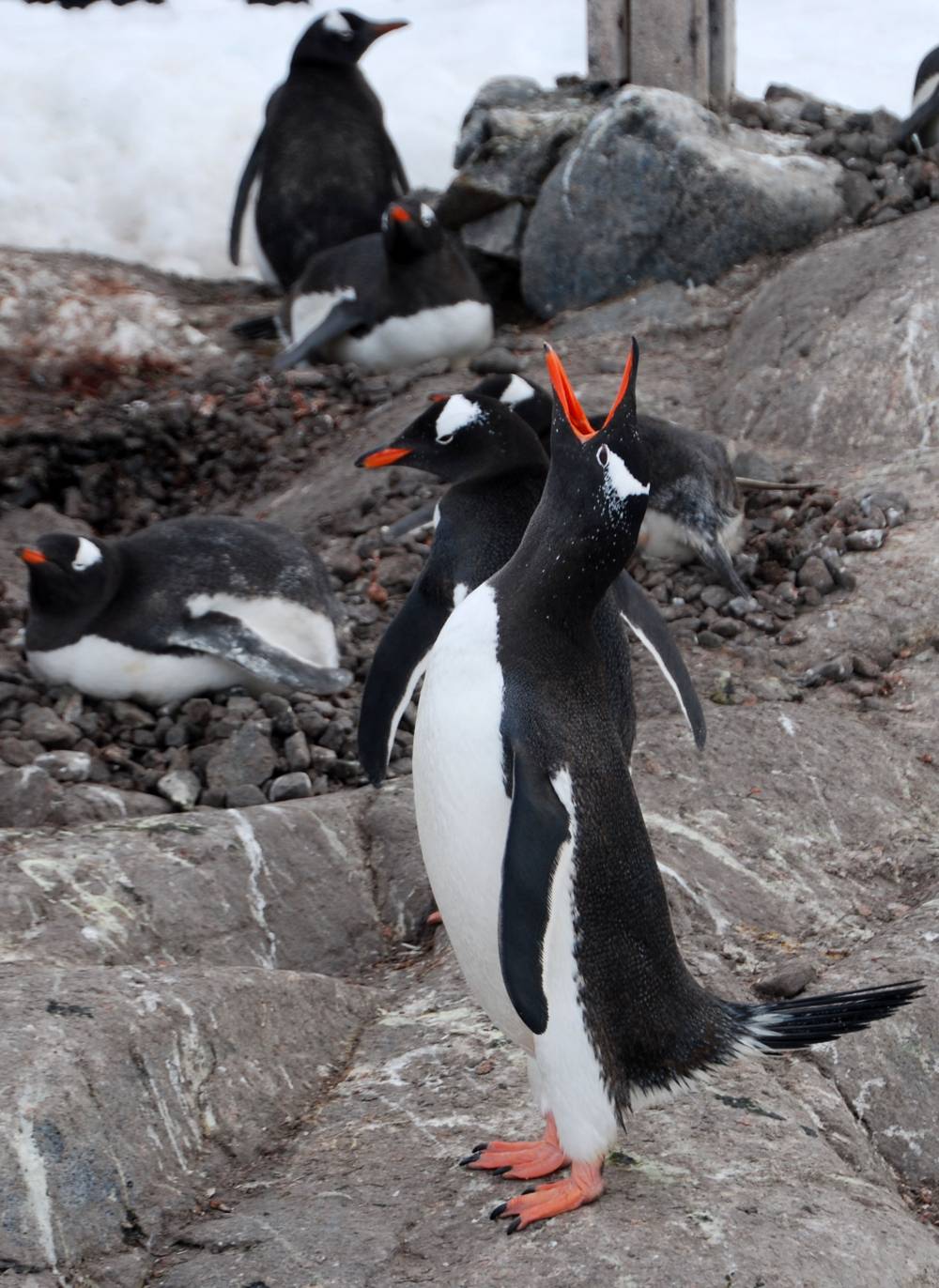 68992 antarctique ile melchior port lockroy