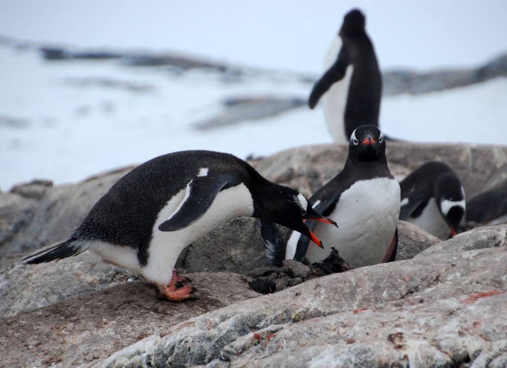 68996 antarctique ile melchior port lockroy