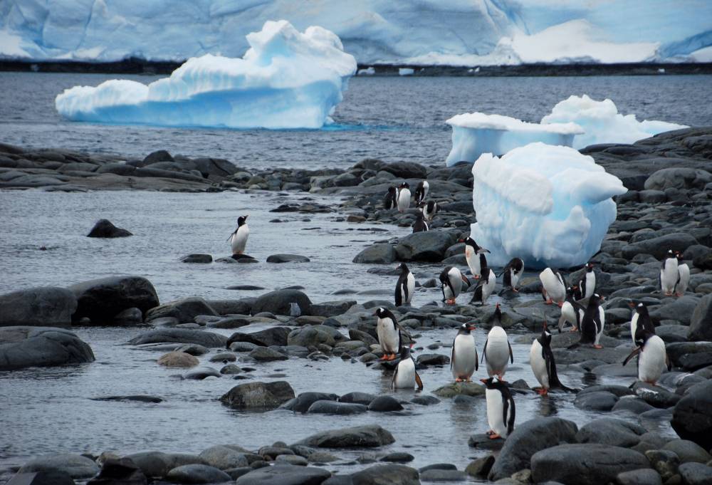 69000 antarctique ile melchior port lockroy