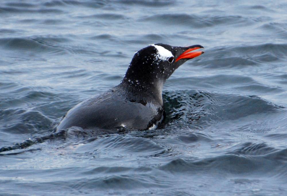 69011 antarctique ile melchior port lockroy