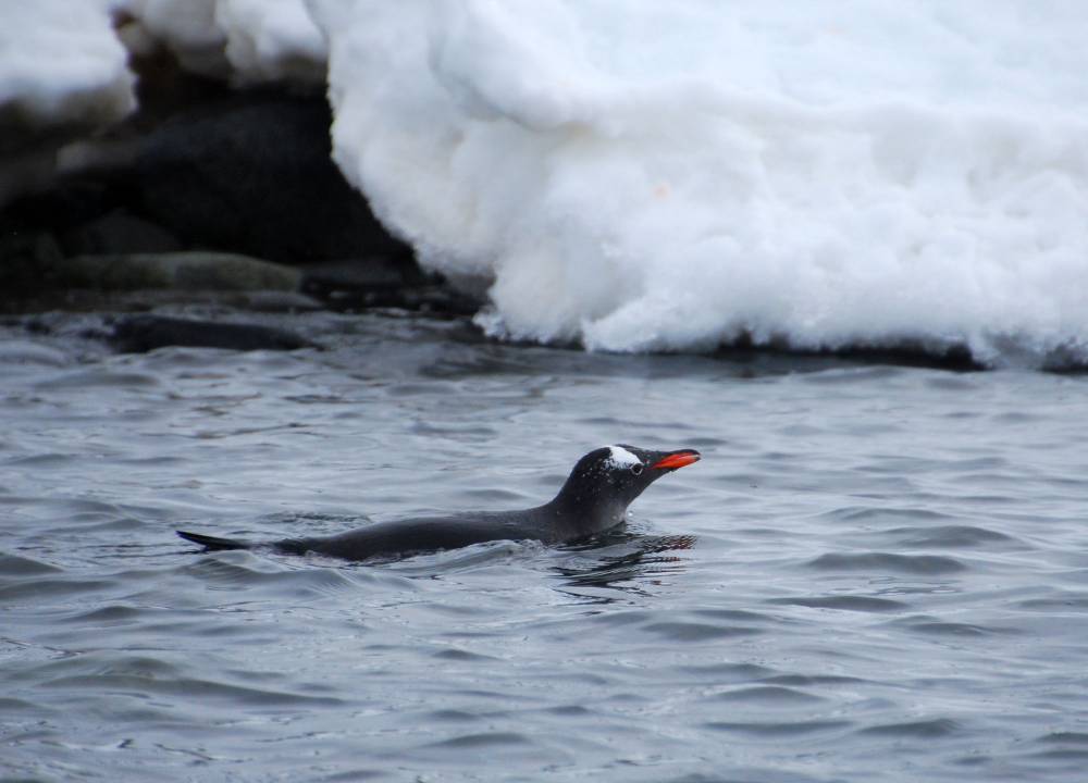 69012 antarctique ile melchior port lockroy