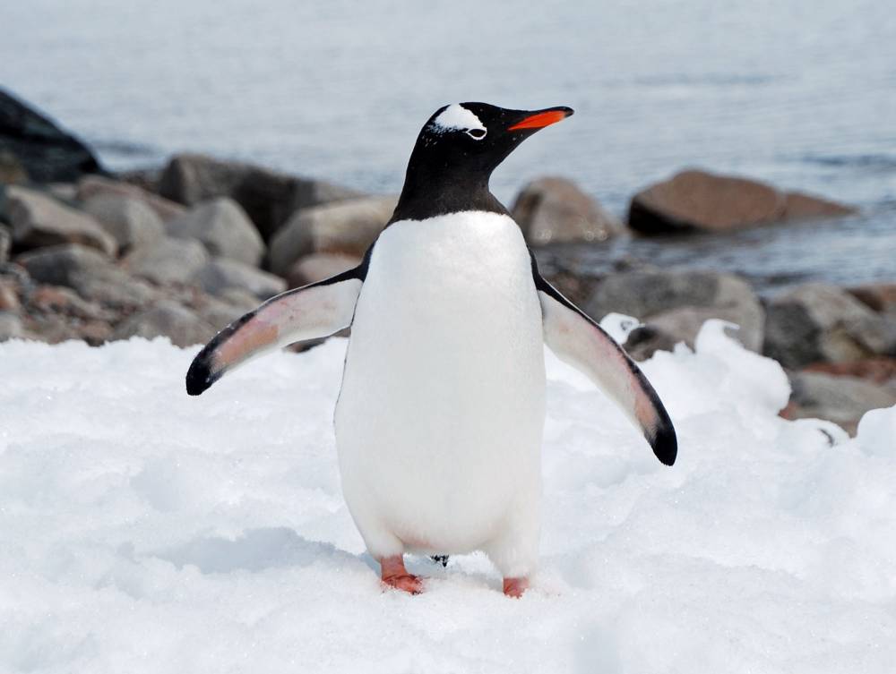 69086 antarctique