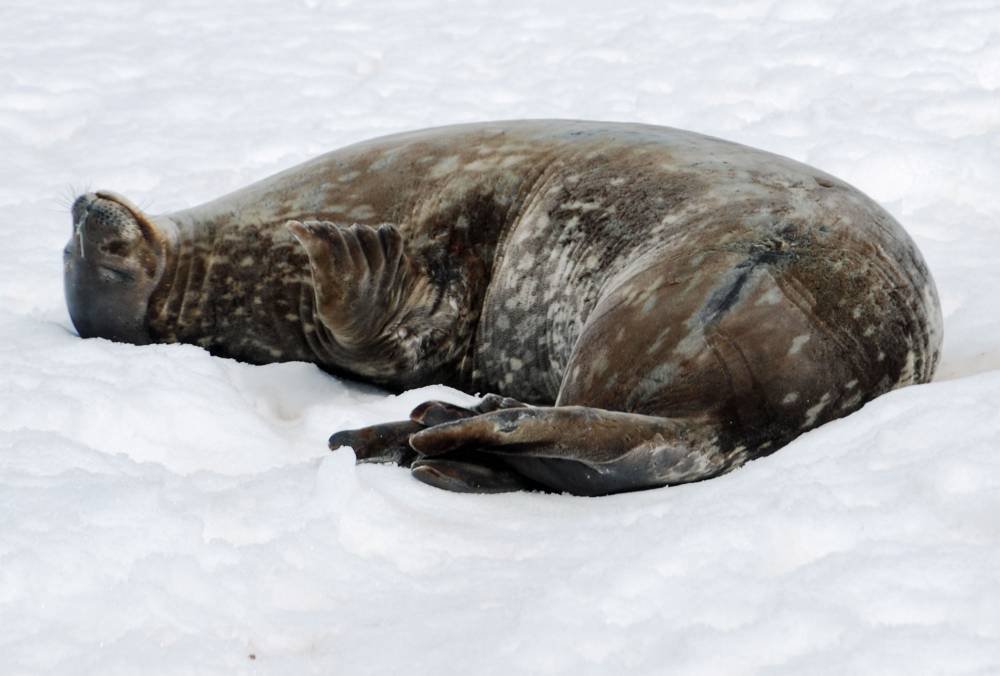 69089 antarctique