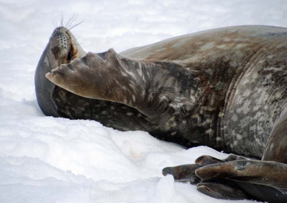 69090 antarctique