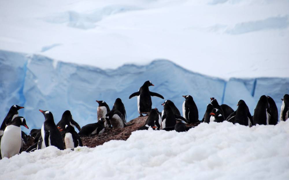69095 antarctique