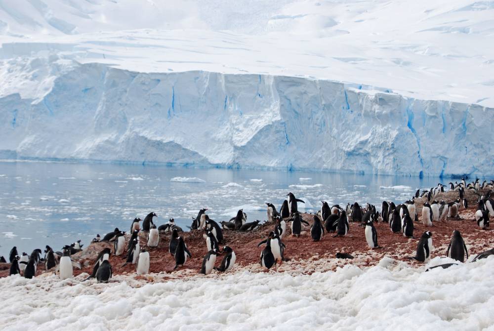 69097 antarctique