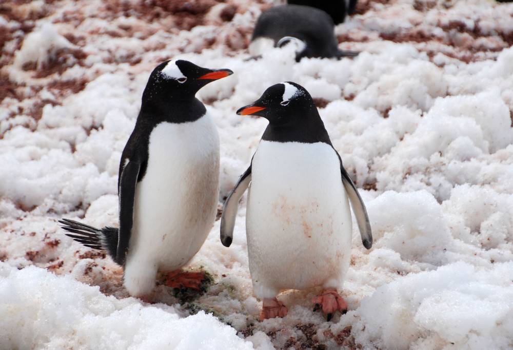 69104 antarctique