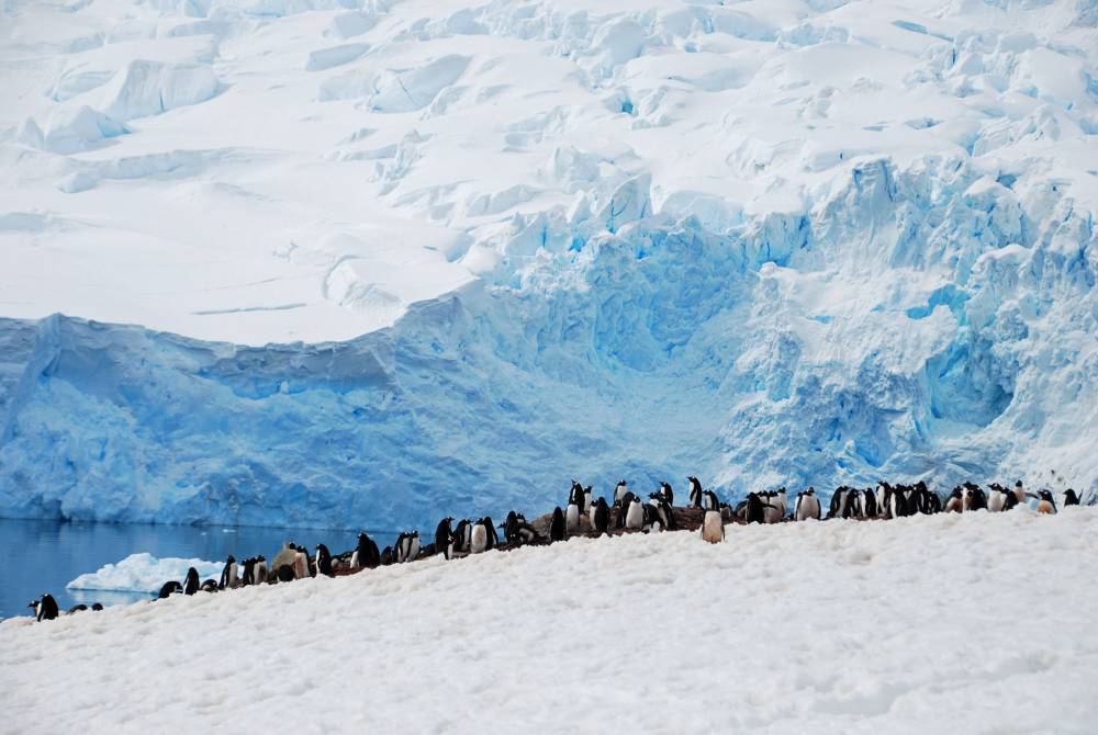 69108 antarctique