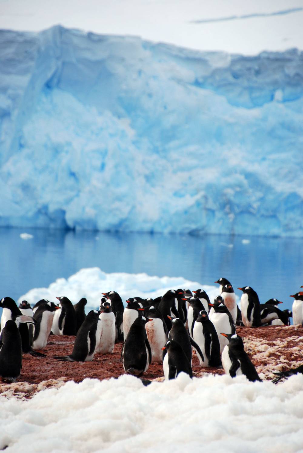 69114 antarctique