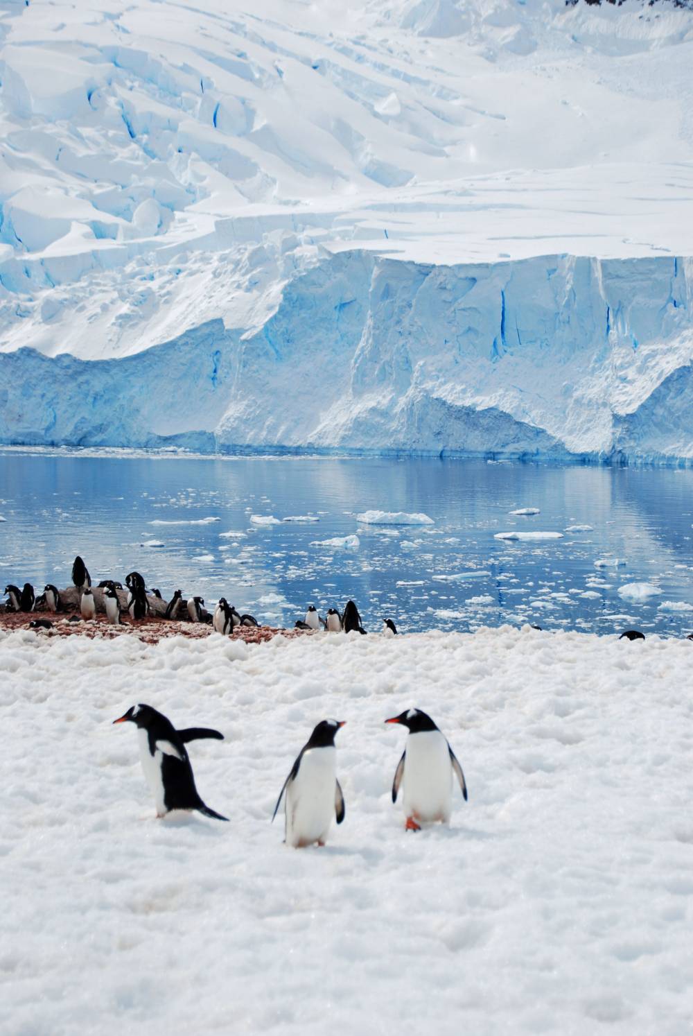 69116 antarctique