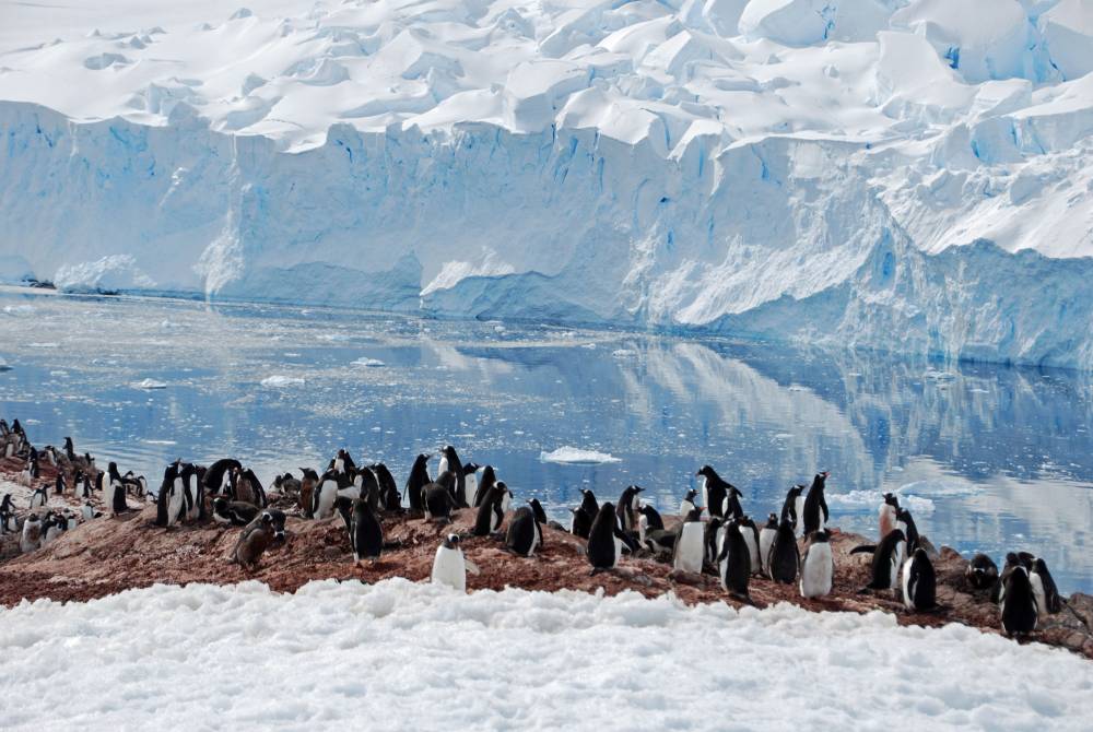 69153 antarctique