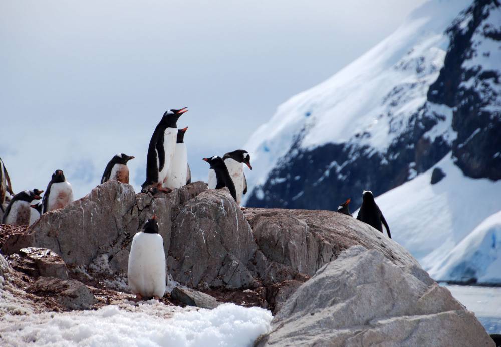 69201 antarctique