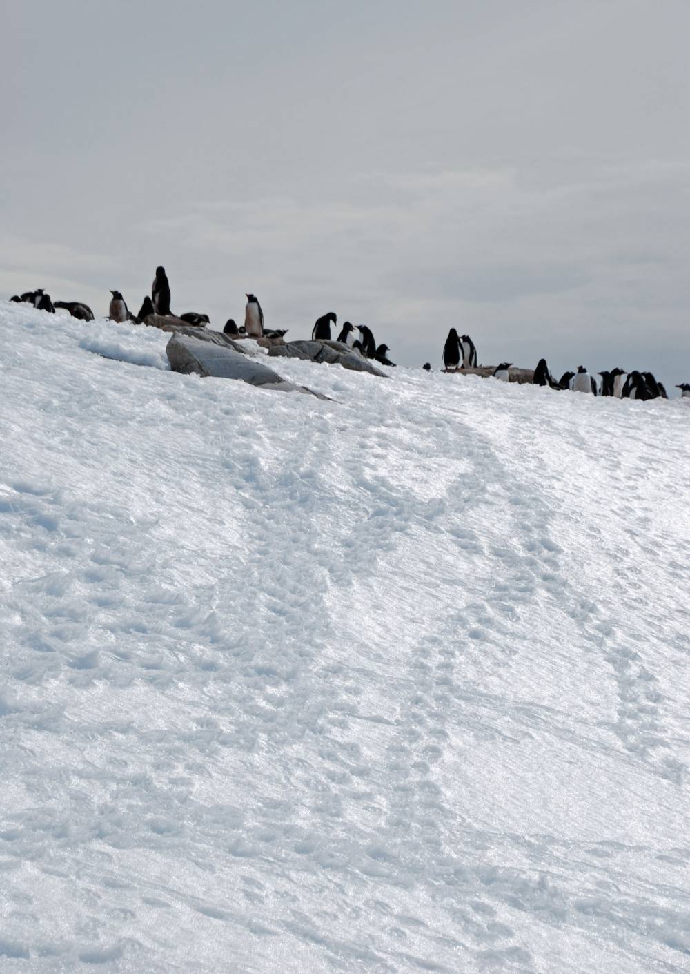 69203 antarctique