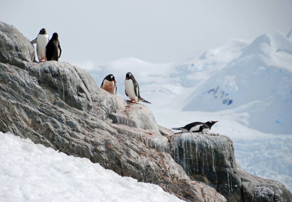69209 antarctique