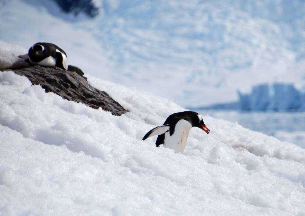 69210 antarctique