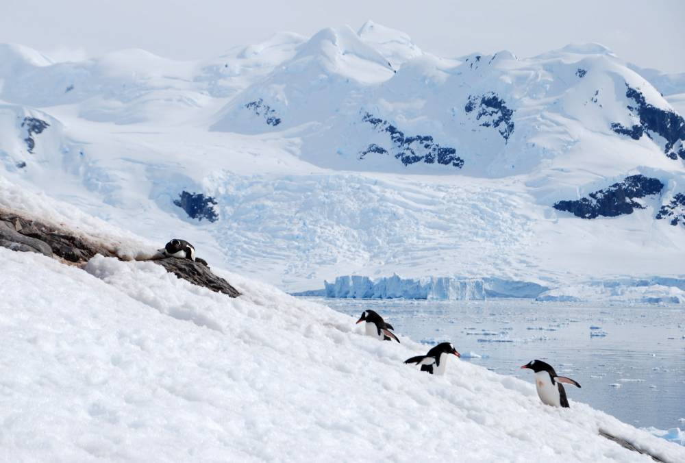 69212 antarctique