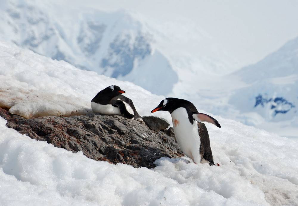 69213 antarctique