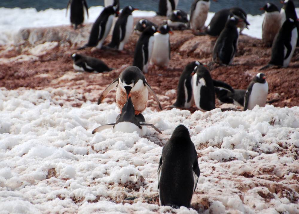 69214 antarctique